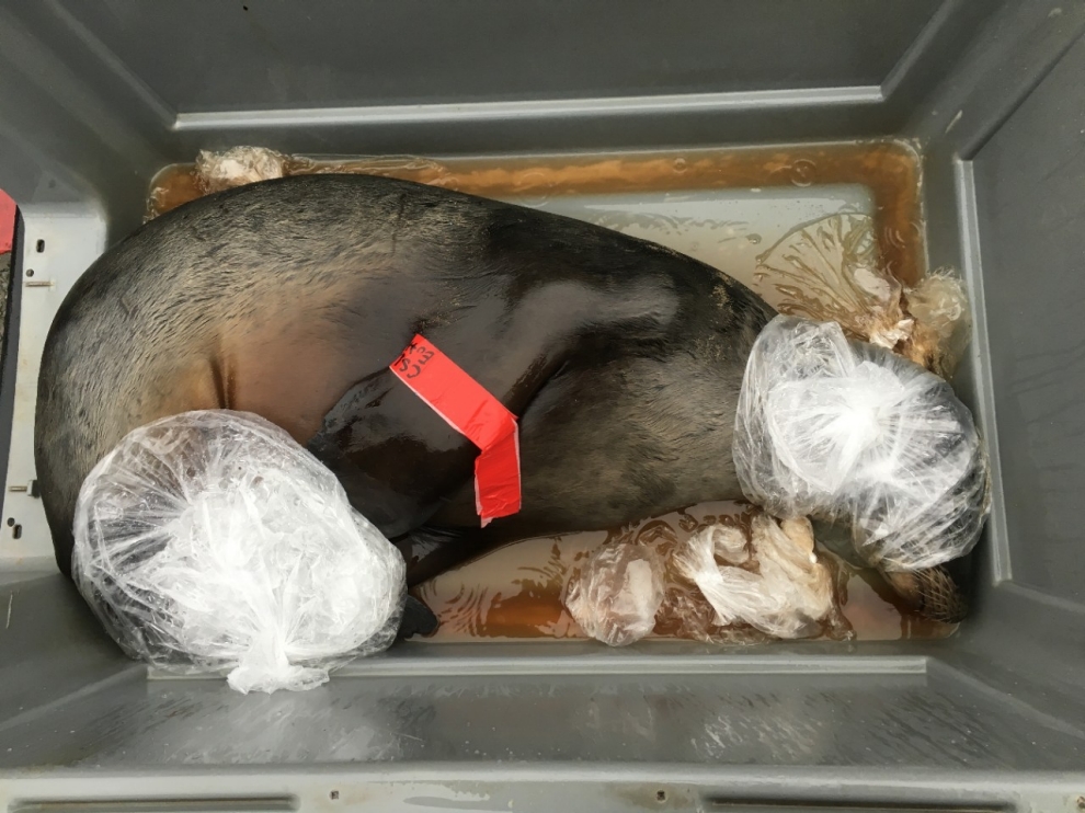 Garnet the California sea lion, deceased, arrives at the Marine Mammal Center.